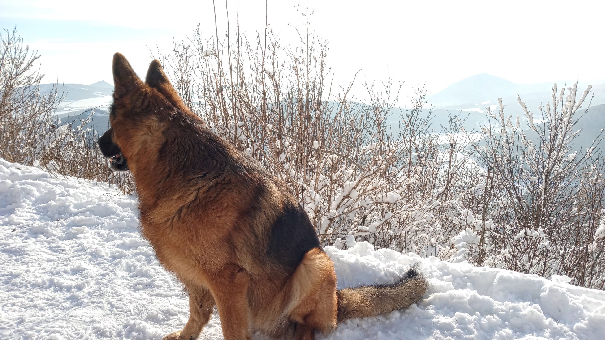Mit den Hunden auf den winterlichen Milesovka