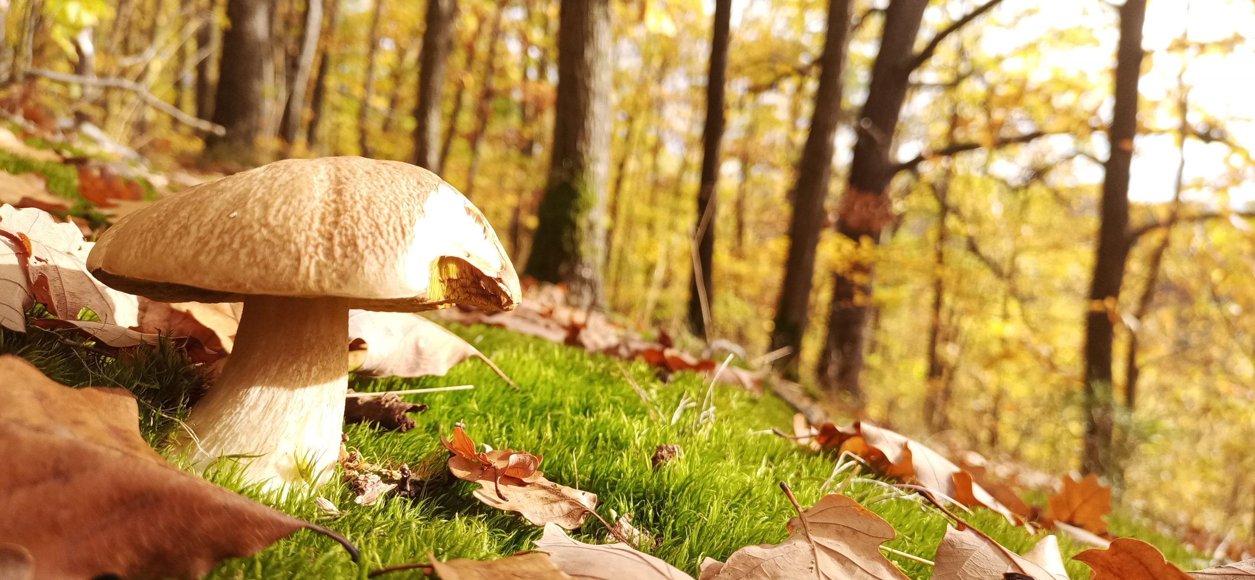 Mehr über den Artikel erfahren WUNDERVOLLES HERBSTWETTER