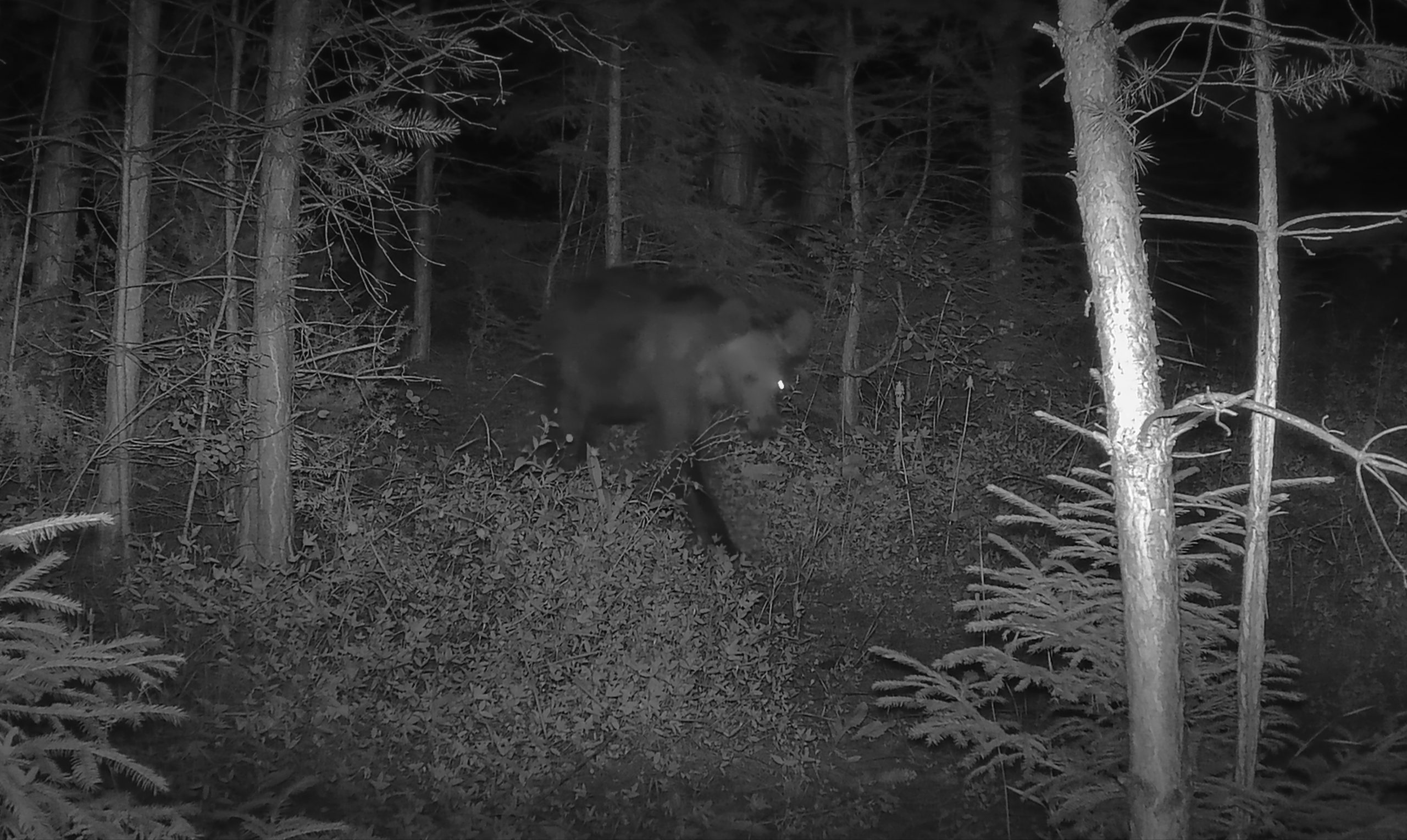 Mehr über den Artikel erfahren Wildbeobachtungen in Pribylina