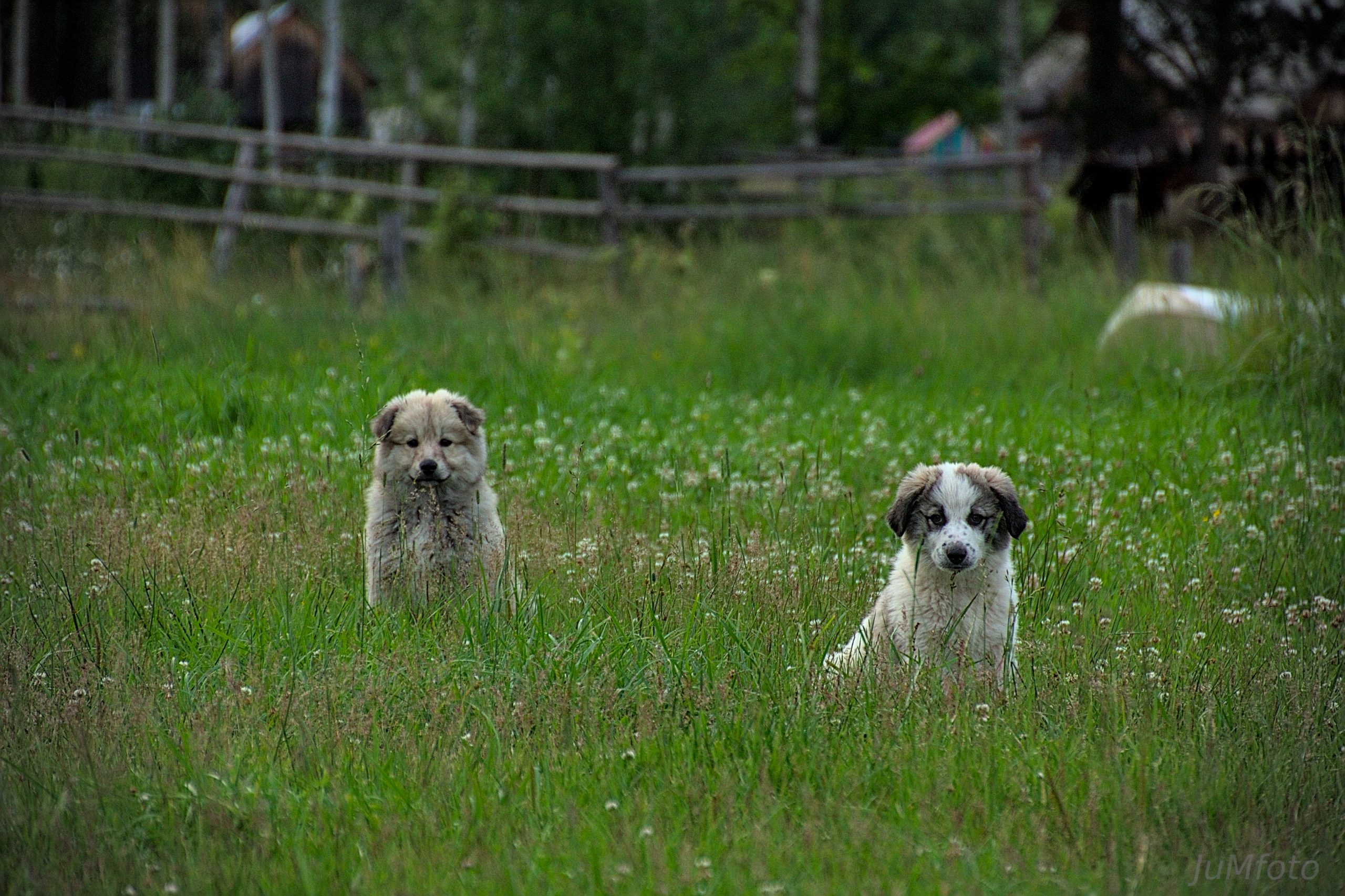 Mehr über den Artikel erfahren Hunde der Bukovina