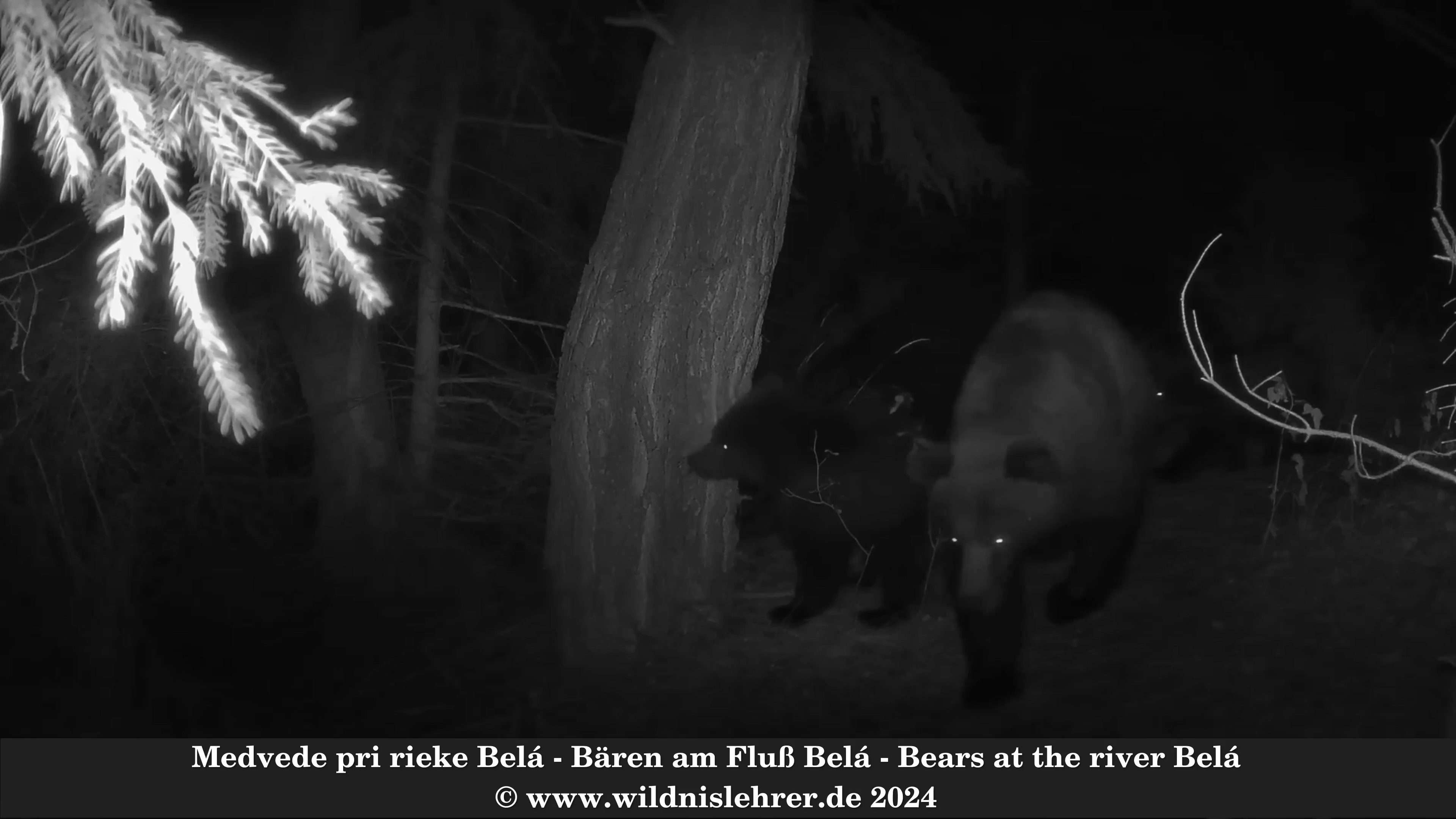 Mehr über den Artikel erfahren Bären am Fluss – Beren bij de rivier Belá – Medvede pri rieke Belá – Bears at the river Belá