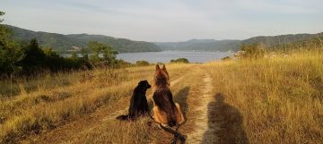Mehr über den Artikel erfahren Die Bedeutung des gegenwärtig Seins im Zusammenleben mit unserem Hund