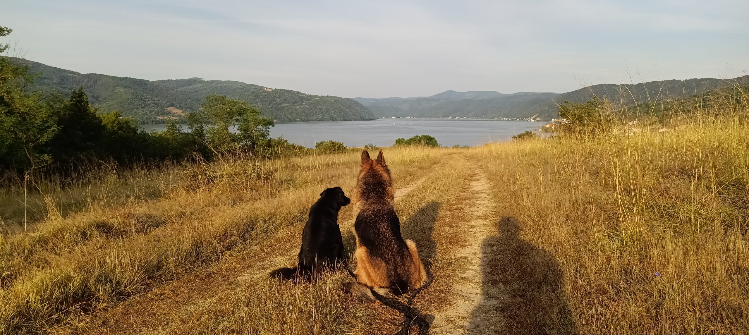 Du betrachtest gerade Die Bedeutung des gegenwärtig Seins im Zusammenleben mit unserem Hund