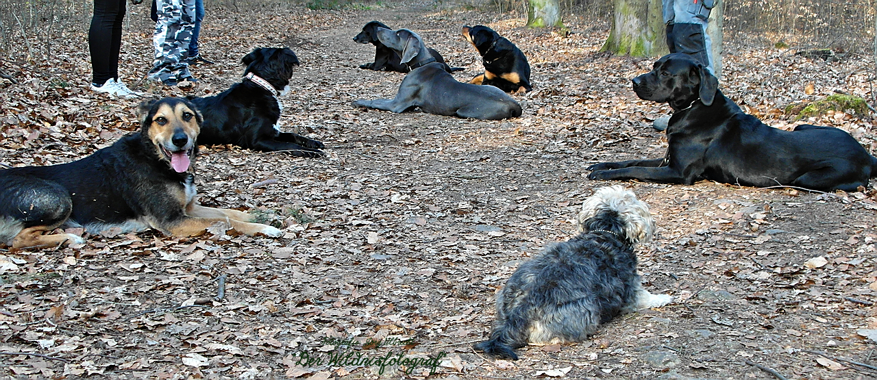 Du betrachtest gerade Die Kunst der Hundeausbildung in einer komplexen Welt