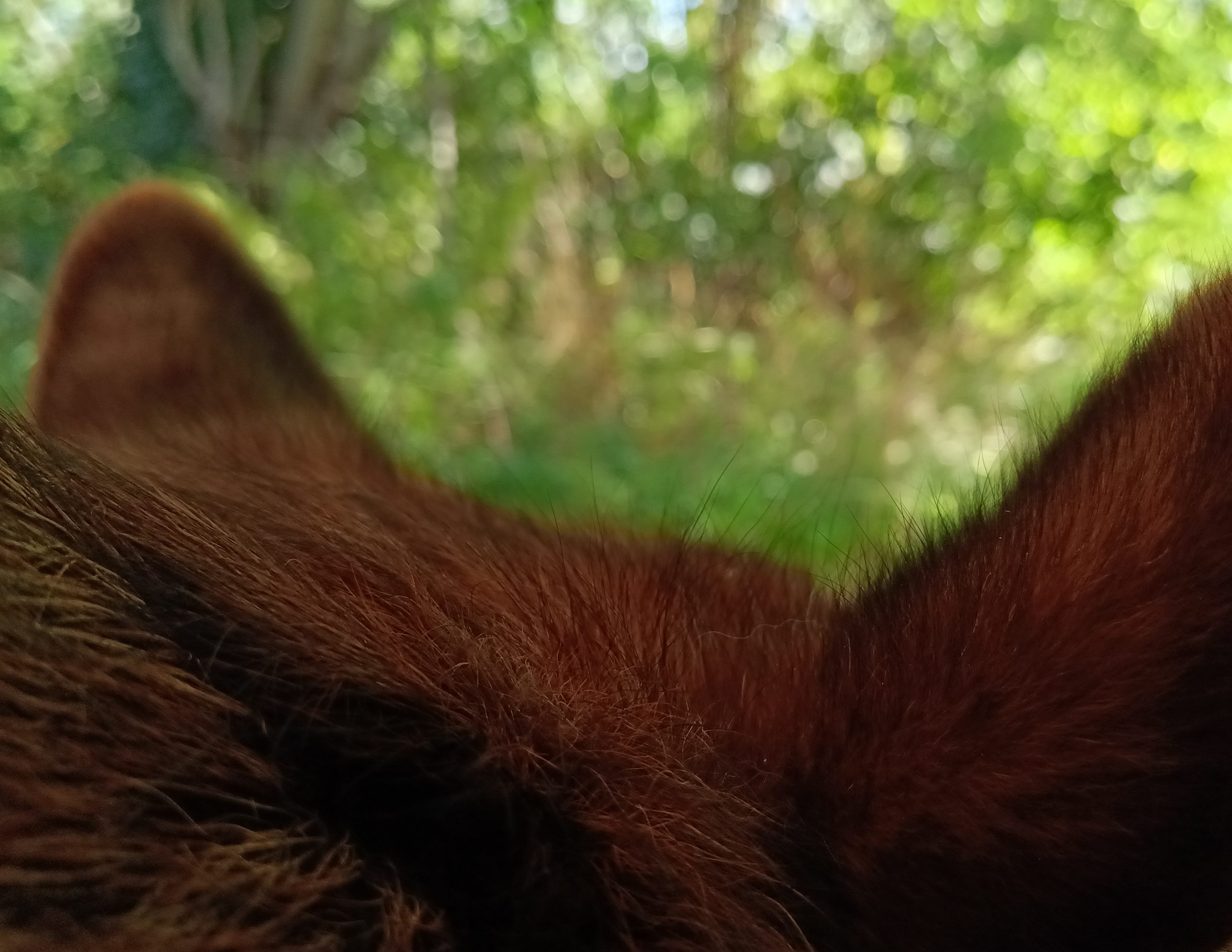 Du betrachtest gerade Der meditative Grundzustand unseres Hundes in der Natur