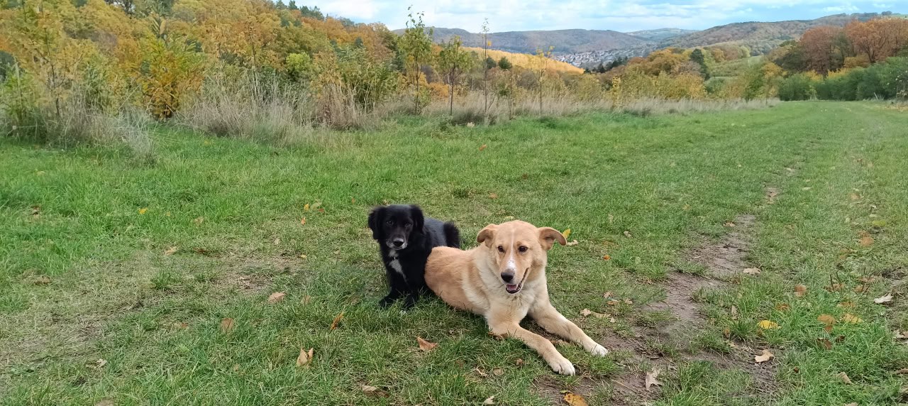 Mehr über den Artikel erfahren Hery und Moses – Tag 14