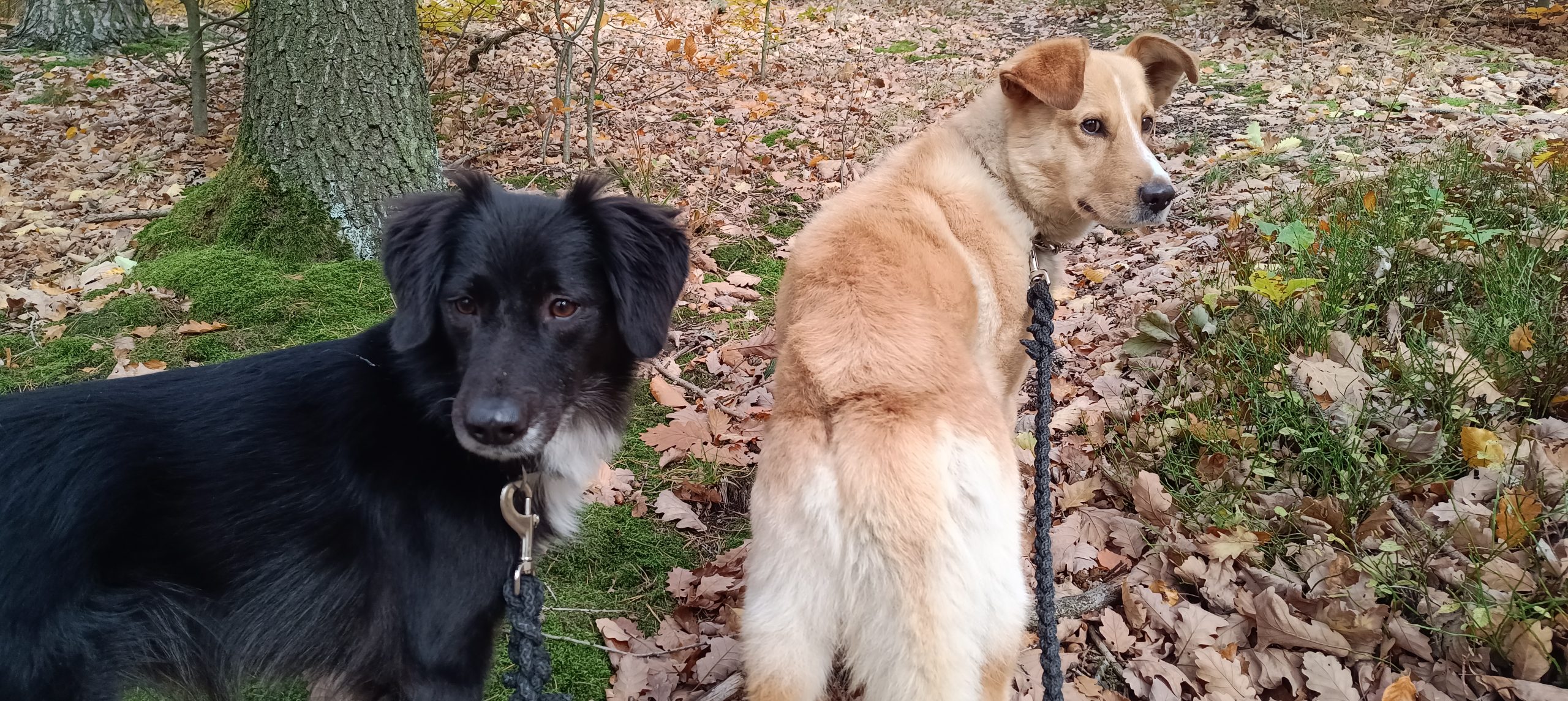 Mehr über den Artikel erfahren Hery und Moses – Tag 14