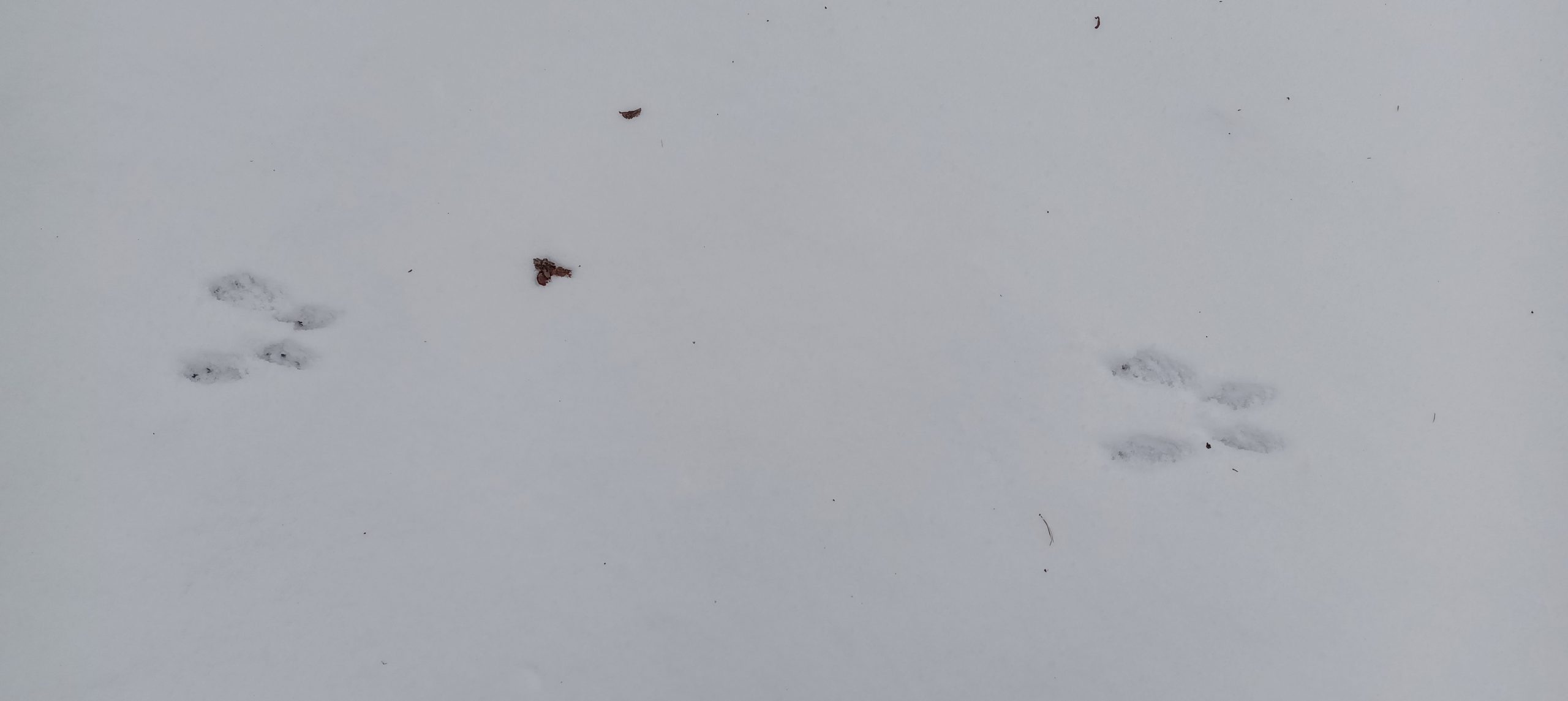 Mehr über den Artikel erfahren Spuren ins Nichts