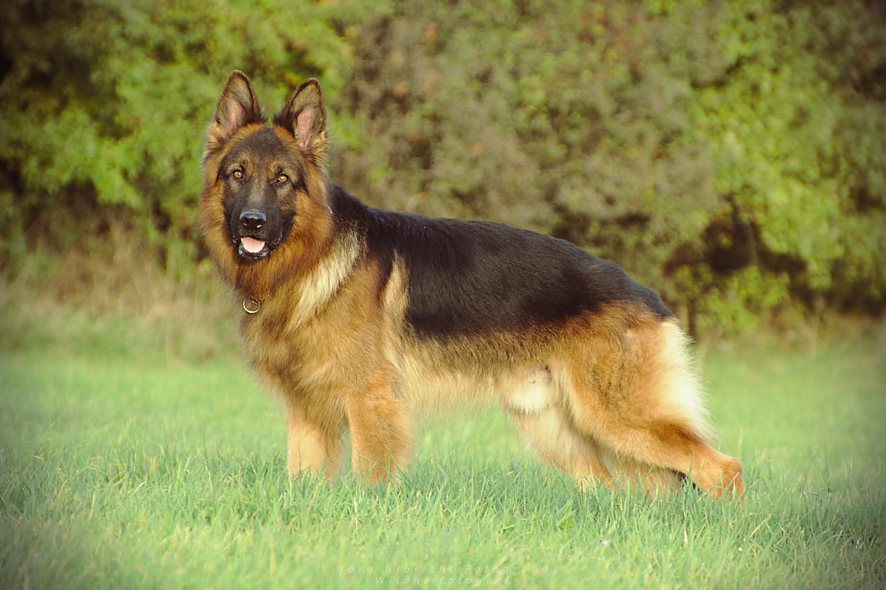 Hund seitlich stehend – Anatomie